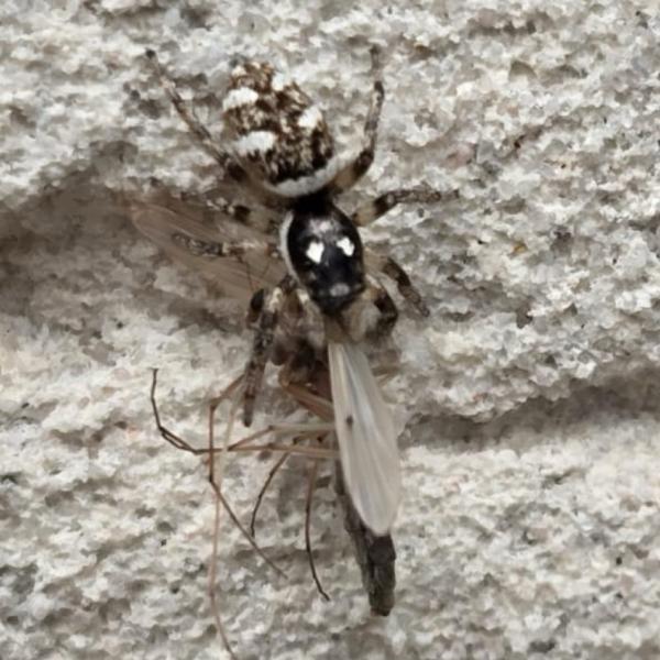 Huiszebraspin (Salticus scenicus)